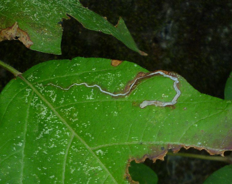 File:Stigmella rhoifoliella.jpg