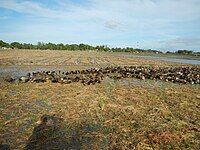 Rice fields are alternatively used for duck feeding