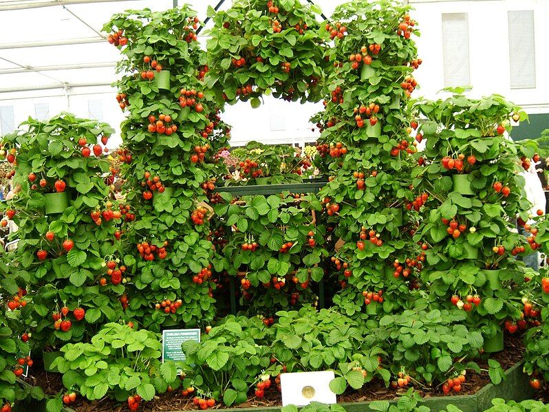 File:Strawberries chelsea.JPG