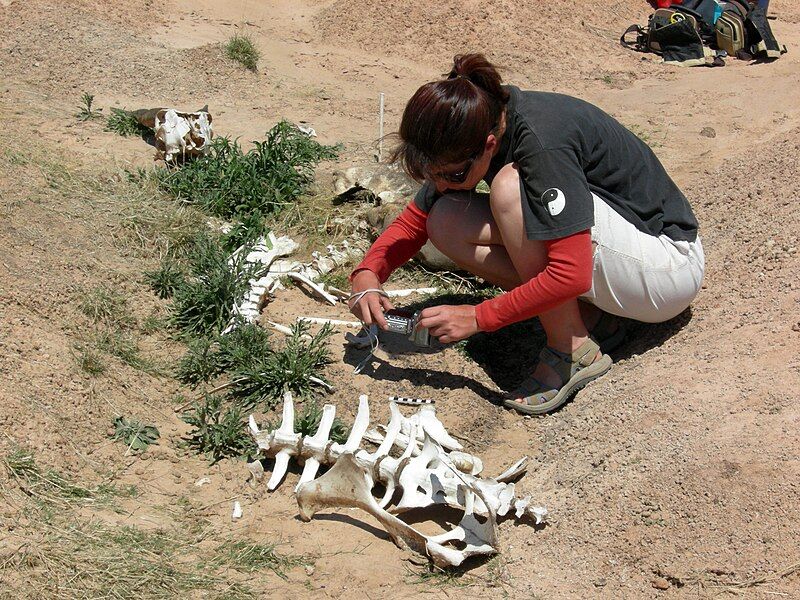 File:Taphonomy of eland.jpg