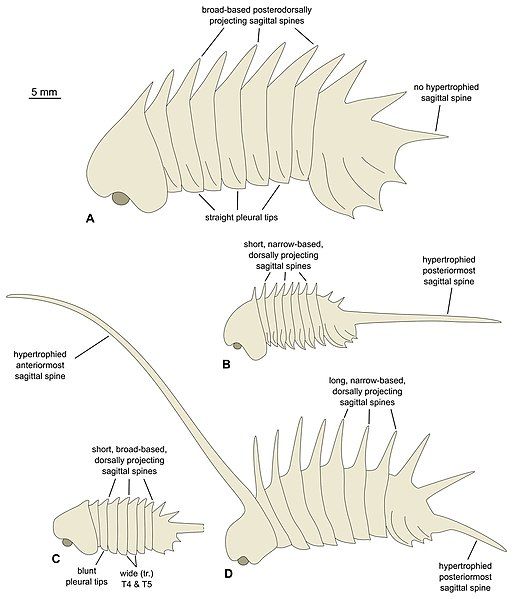 File:Thelxiope species.jpg