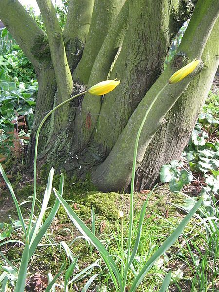 File:Tulipa sylvestris00.jpg