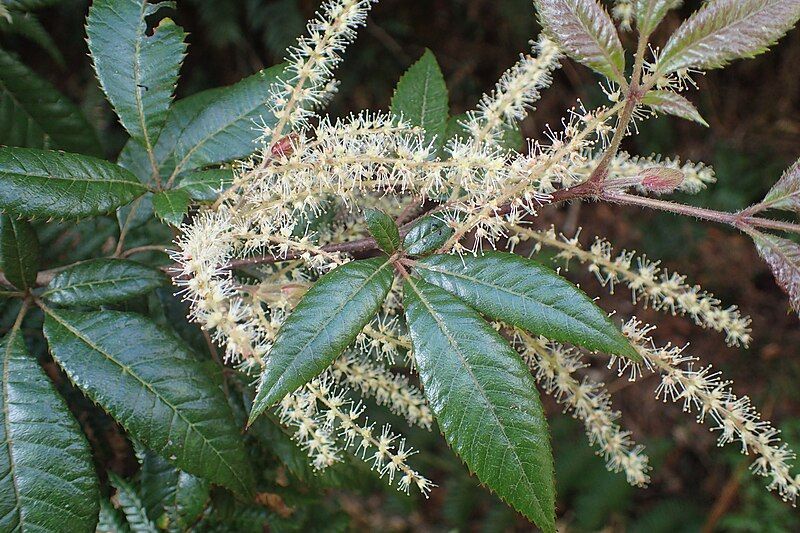 File:Vesselowskya rubifolia.jpg