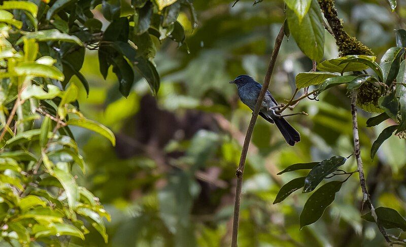 File:Visayan Blue Fantail.jpg