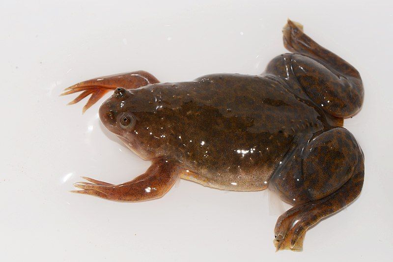 File:Xenopus borealis.jpg