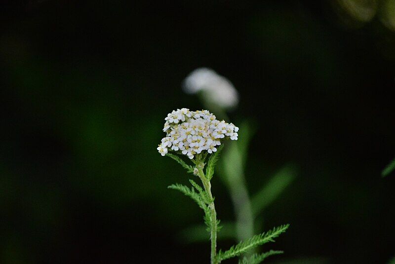 File:Yarrow dark background.jpg