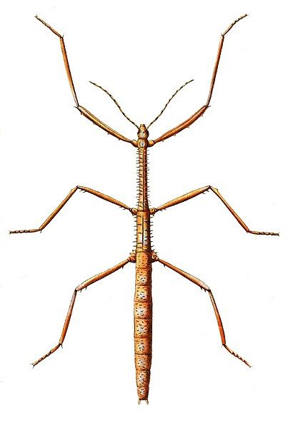 File:Acanthoderus horridus.jpg