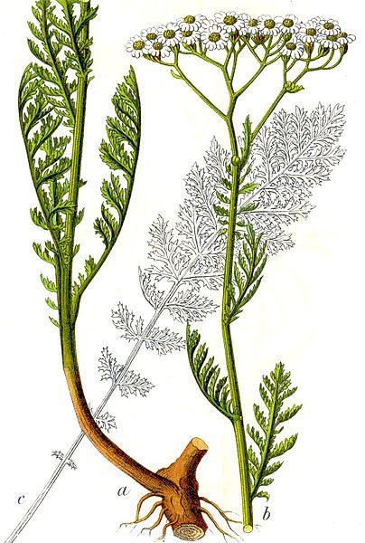 File:Achillea nobilis Sturm40.jpg