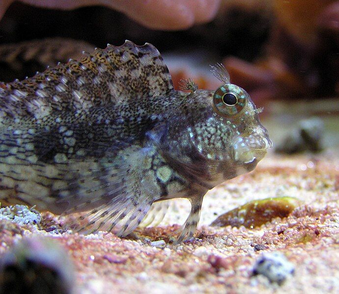 File:Algae blenny.jpg