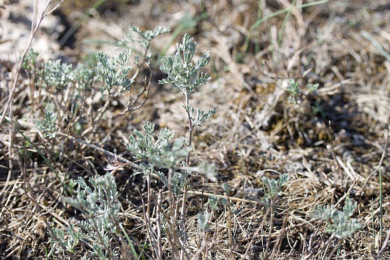 File:Artemisia santonicum.jpg