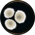 Aspergillus savannensis growing on MEAOX plate