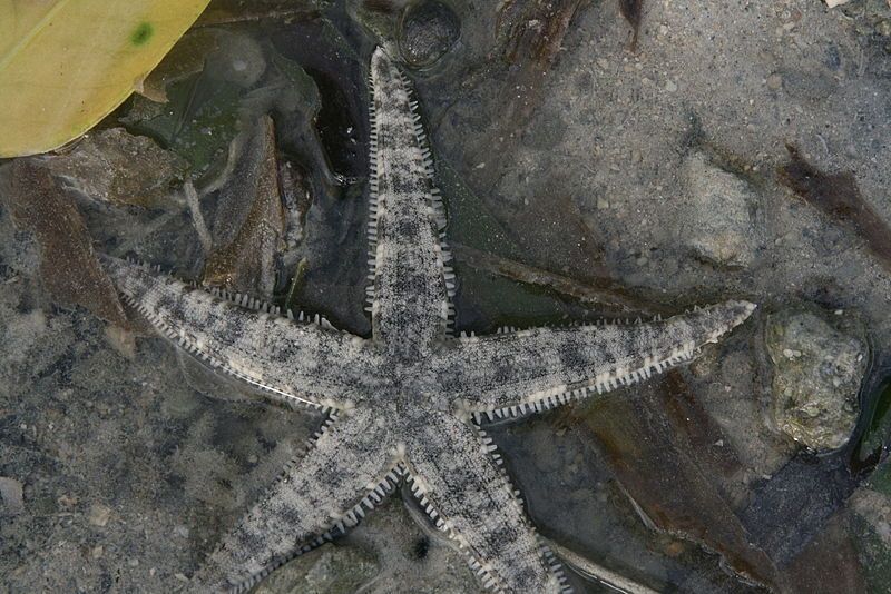 File:Bantayan starfish.JPG