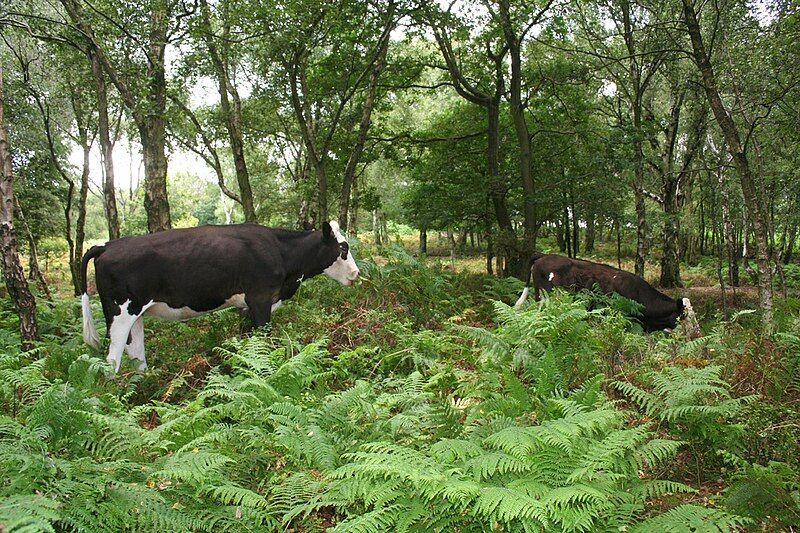 File:Bickerton woods cows.jpg