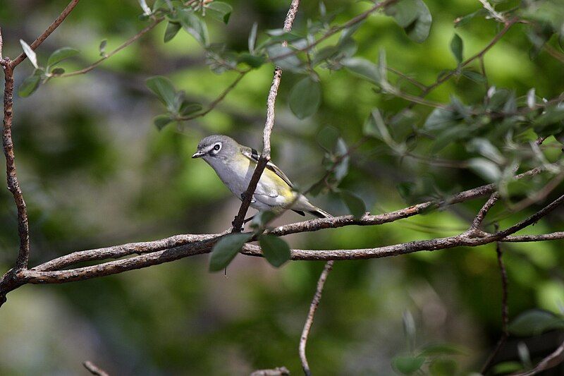 File:Blue-headed Vireo.jpg