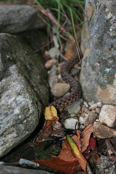 File:BrownSnake4 BrandonDempster.jpg