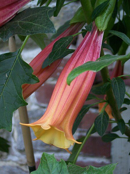 File:Brugmansia vulcanicola.jpg