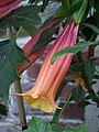 Brugmansia vulcanicola flower