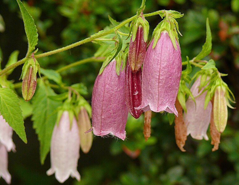 File:Campanula punctata (purple).jpg