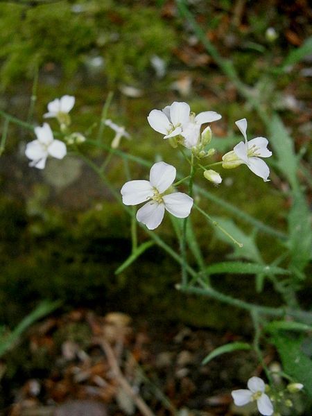 File:Cardaminopsis arenosa 04.jpg