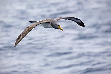 Chatham albatross, by JJ Harrison