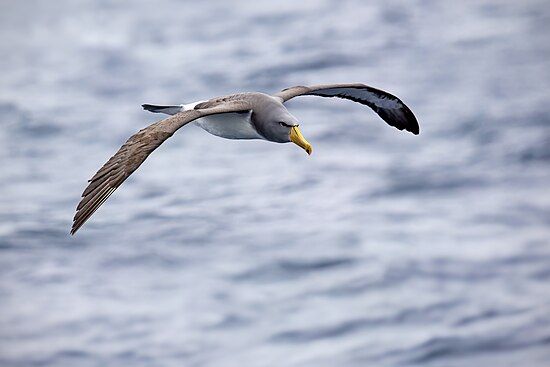 Chatham albatross