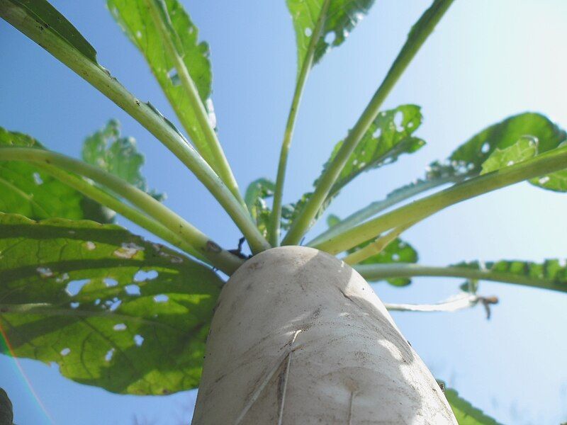 File:Chinese Radish.jpg