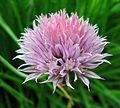 Chives flower