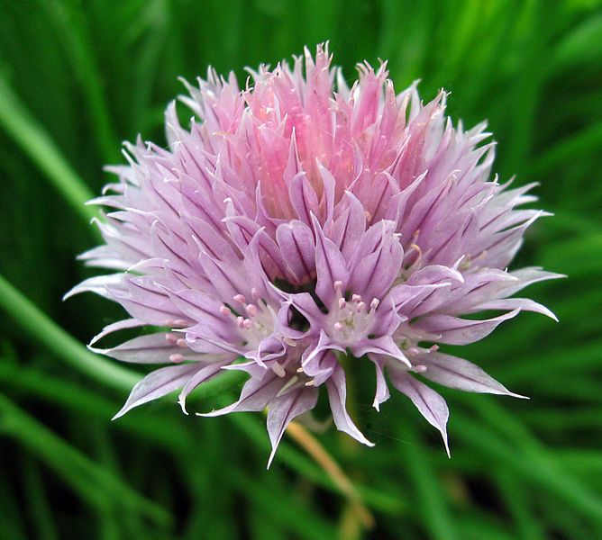 File:Chives flower.jpg