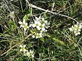 Cochlearia officinalis