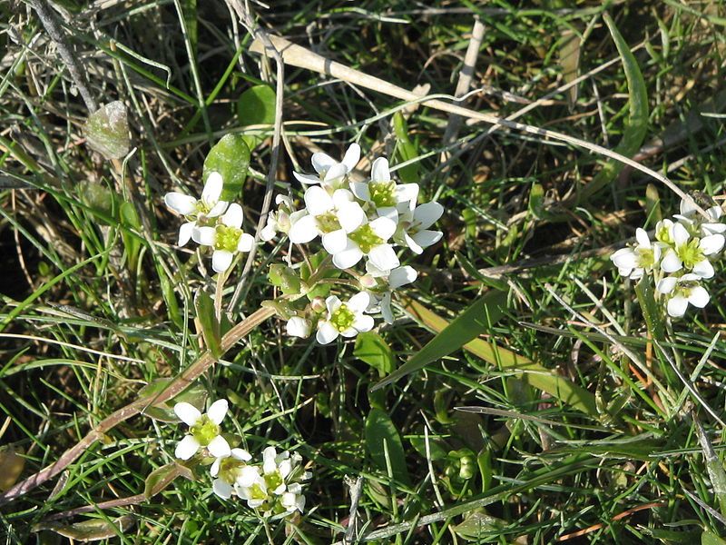 File:Cochlearia officinalis03.jpg