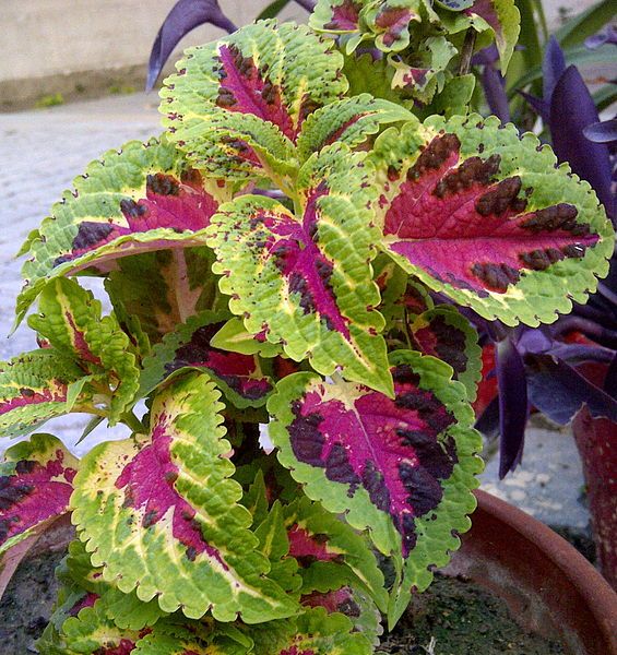 File:Coleus-1.jpg