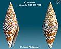 Conus excelsus Sowerby, G.B. III, 1908