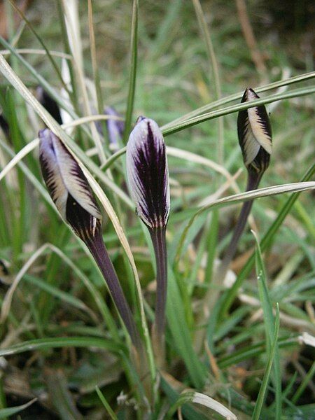 File:Crocus minimus closed2.jpg