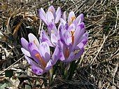 Flowers of Crocus vernus