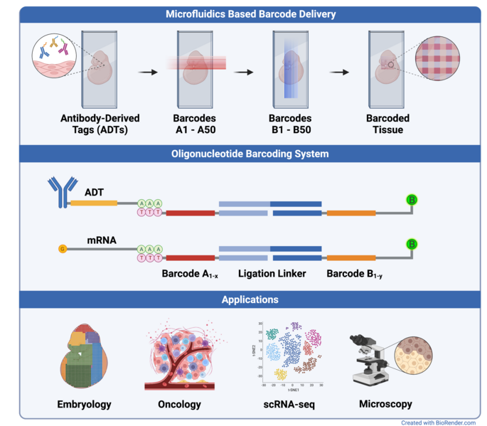 File:DBiT-seq barcoding.png