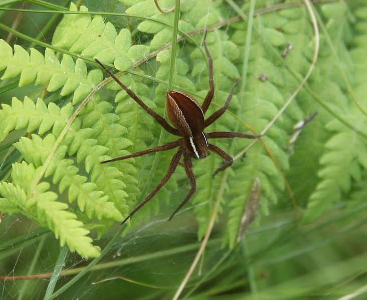 File:Dolomedes striatus01.JPG