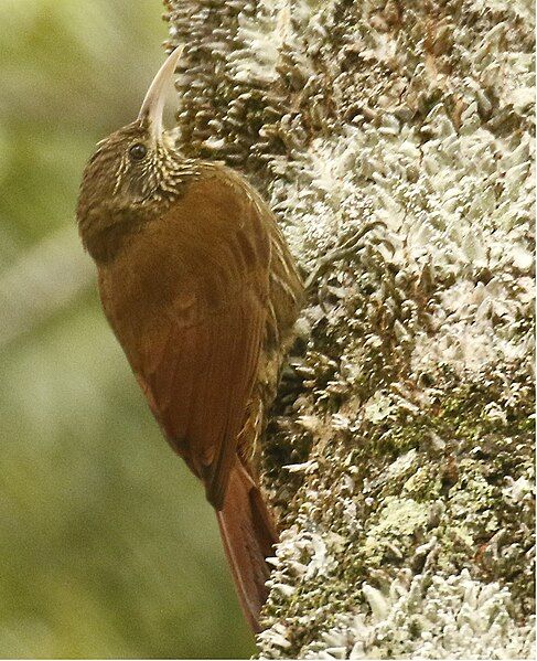 File:Duida Woodcreeper.jpg