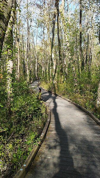 File:Ebenezer Swamp Boardwalk.jpg