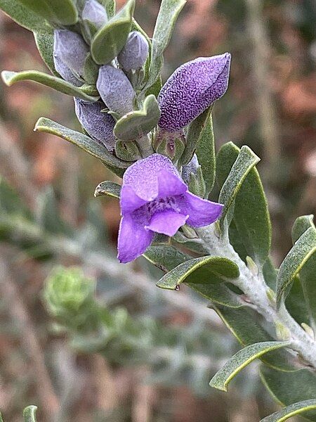 File:Eremophila resinosa flower.jpg