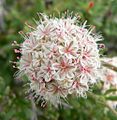 Eriogonum fasciculatum