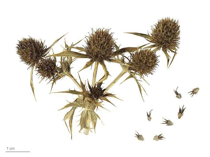 File:Eryngium campestre MHNT.BOT.2007.40.36.jpg