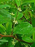 flowers and foliage