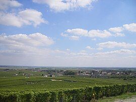 A general view of Avize and its vineyards