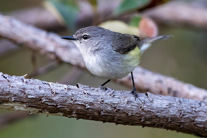 File:Fan-tailed Gerygone 0A2A5605.jpg