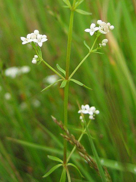 File:Galium palustre habitus.jpeg