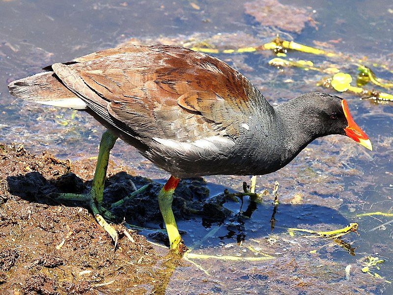 File:Gallinula galeata walking.jpg