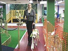 A blind woman learns to use her guide dog in a test environment with various obstacles