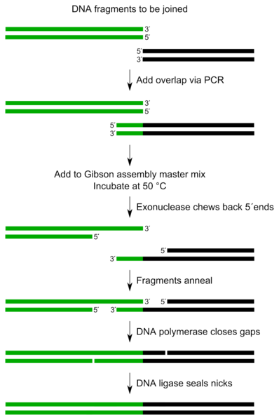 File:Gibson assembly overview.png