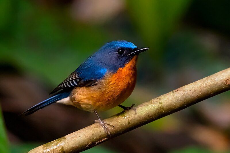 File:HILL-BLUE-FLYCATCHER-DOSDEWA.jpg