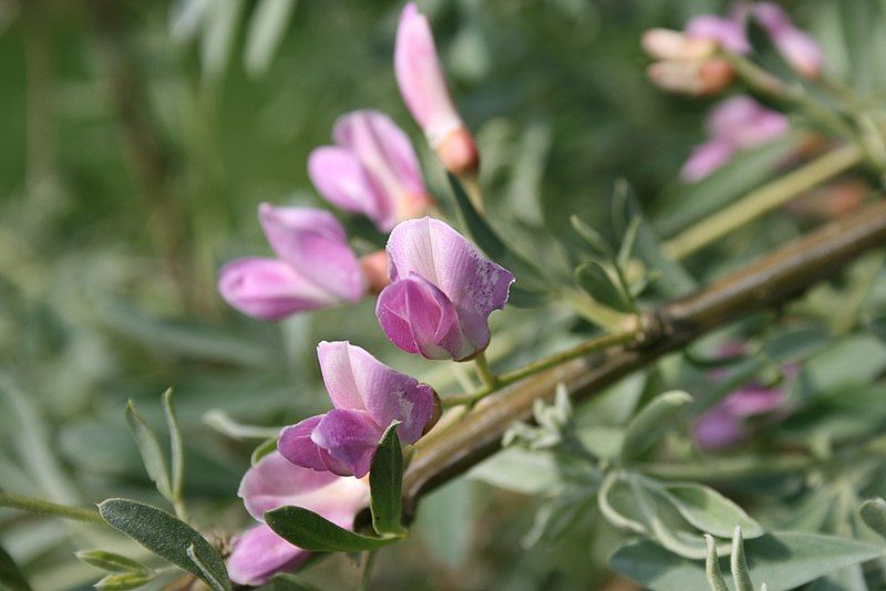 File:Halimodendron-halodendron-flowers.jpg